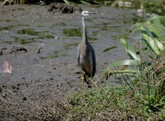Egretta novaehollandiae