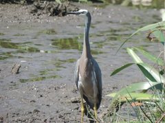 Egretta novaehollandiae