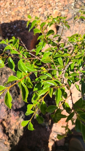 Psidium oligospermum, photograph 1