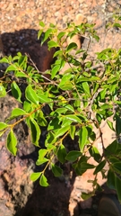 Psidium oligospermum
