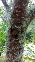 Trichilia havanensis