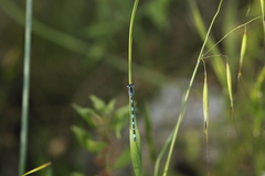 Coenagrion mercuriale