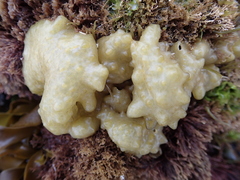 Colpomenia tuberculata