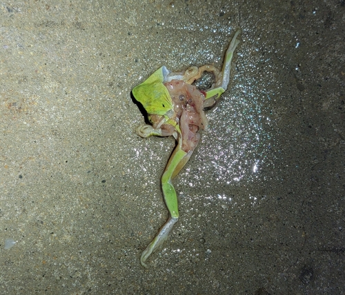 Spotless Treefrog