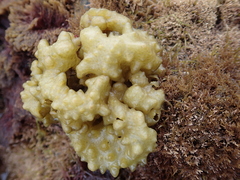 Colpomenia tuberculata