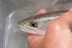 Danube Salmon photo 4