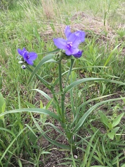 Tradescantia bracteata