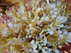 Dictyopteris undulata