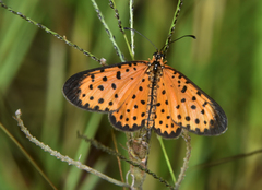 Pardopsis punctatissima