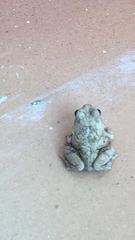 Pleurodema brachyops