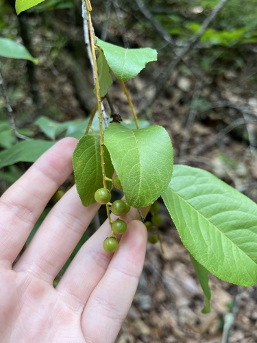 Alabama Cherry (Prunus alabamensis)