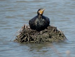 Phalacrocorax carbo