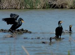 Phalacrocorax carbo