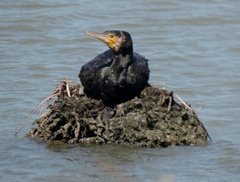 Phalacrocorax carbo