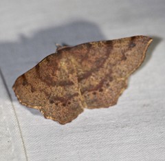 Rhinodia rostraria