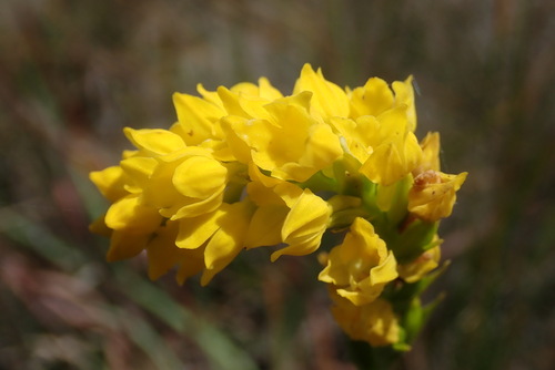 Malolotja Spitlip Orchid (Schizochilus cecilii)
