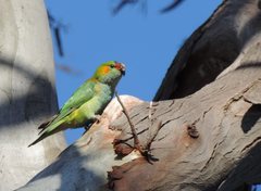 Parvipsitta porphyrocephala