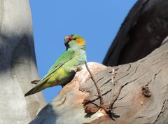 Parvipsitta porphyrocephala