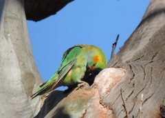 Parvipsitta porphyrocephala