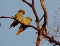 Parvipsitta porphyrocephala