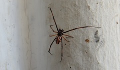 Latrodectus