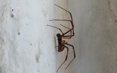 Latrodectus