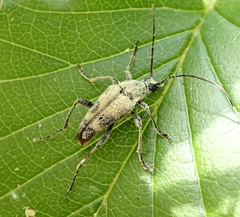 Judolia cordifera