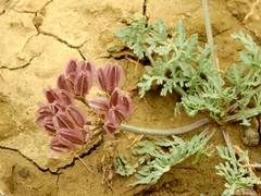 Vesper bulbosus