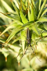 Agapanthia suturalis