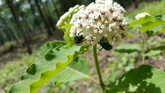 Trichiotinus lunulatus