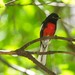 Painted Redstart - Photo (c) Eric Carpenter, some rights reserved (CC BY-NC)
