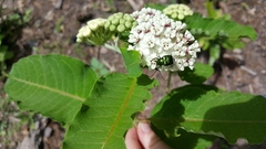 Trichiotinus lunulatus