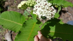 Trichiotinus lunulatus