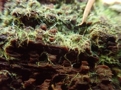 Cephalozia bicuspidata