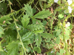 Potentilla gracilis