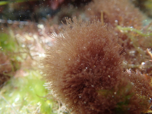 Centroceras clavulatum