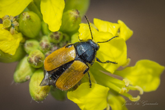 Cryptocephalus rugicollis