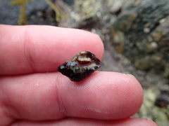 Acanthinucella spirata