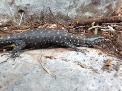Lepidophyma gaigeae
