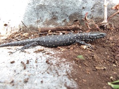 Lepidophyma gaigeae