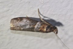 Calguia defiguralis