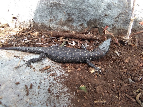 Gaige's Tropical Night Lizard