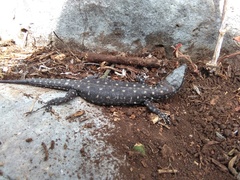 Lepidophyma gaigeae