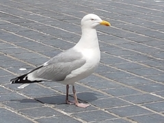 Larus argentatus