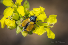 Cryptocephalus rugicollis