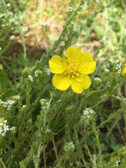 Potentilla gracilis