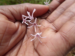 Brachystelma rubellum