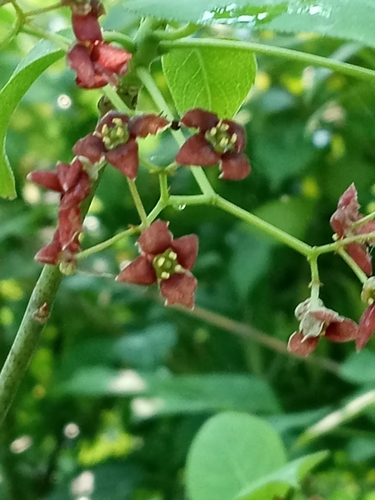 Burningbush (Euonymus atropurpureus)