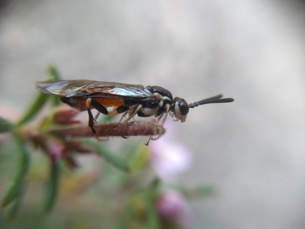 Zenarge turneri
