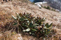 Rhododendron caucasicum